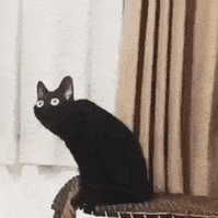 two-five-the-cat
